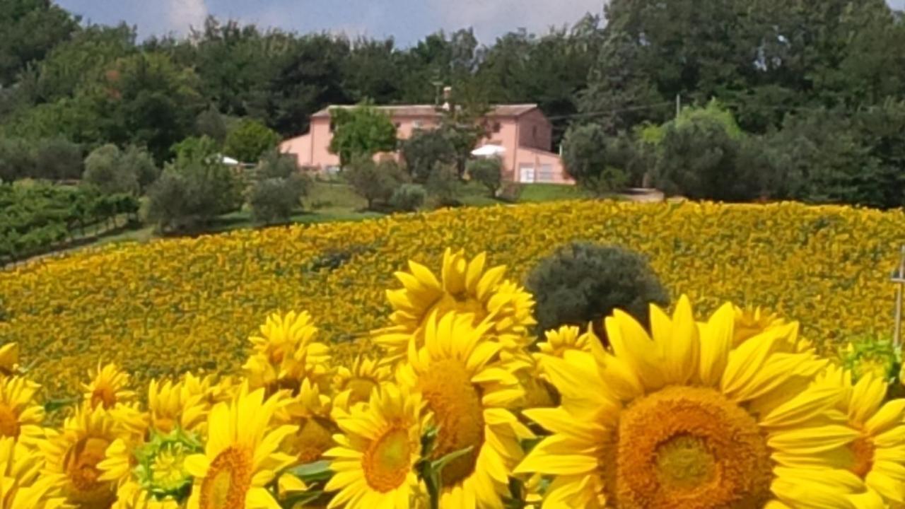 Villa Sant'Elena Morro dʼAlba Exteriér fotografie